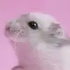 Michelleportillo - @michelleportillo18 - TikTok