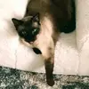 MichellePower - @michelleveganpower - TikTok