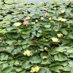 Michelle Preece - @shellyblossoms - Instagram