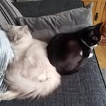 Michelle Preece - @welshiexdev44 - Instagram