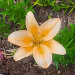 Michelle Phillips Reavis - @dmreavis5575 - Instagram
