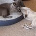 Michelle Reeve - Facebook