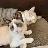 Michelle Remache - @pixieandmisty - TikTok