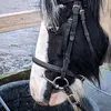Michelle 🤍 - @xxmichelle.ridingxx - TikTok