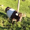 Michelle Riesen - @franziskariesen - TikTok