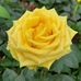 Michelle Ringor - Facebook