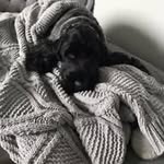 Michelle Roncaglione - @michelleroncaglione - Instagram