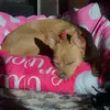Michelle Roop - @twistergirl.121 - TikTok