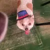 Michelle Ruff - @michelle.ruff - TikTok