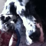 Michelle Rumsey-fleenor - @chet_is_my_dogger - Instagram