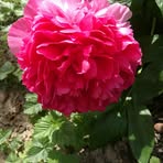 Michèle Sampieri - Facebook