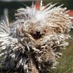 Michelle Samuelson - @yaldamagev - Instagram