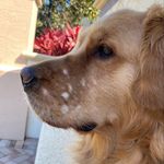 Michelle Siskin Sandberg - @paloma1 - Instagram