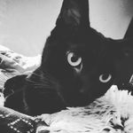 Michelle Schafer - @thebookchauffeur - Instagram