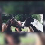 Michelle Seidel - @safira_und_finja - Instagram