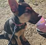 Michelle Shears - Facebook