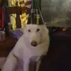 Michelle Sheets - @michelle.sheets51 - TikTok
