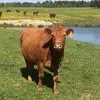 Michelle Shultz - @michelle.shultz2 - TikTok