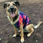 Michelle Simas - @dyerwoof - Instagram