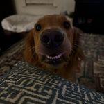 Michelle Simoneaux Gollner - @rocklsu - Instagram
