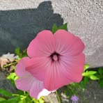 Michelle Sire - Facebook