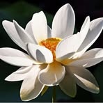 Michelle Smithson - Facebook