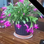 Michelle Stack - Facebook