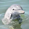 Shellpeep76 - @michellesteinke46 - TikTok