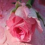 Michelle Tholen - @michelle.tholen.5 - Instagram