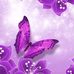 Michelle Tholen - Facebook