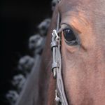 Michelle Timmer - @mwj_fotografie - Instagram