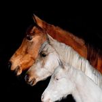 Michelle Timmer - Bakker - @mies2410 - Instagram