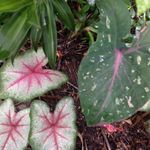 Michelle Toft - @brownsnt - Instagram