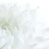 michelle.toscano11_19_24 - @michelle.toscano11_19_24 - TikTok