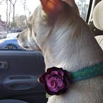 Michele Vanderpool - @nikko_sunshine99 - Instagram