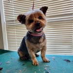 Michelle Veale - @groovygrooming912 - Instagram