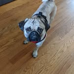 Michelle Violette - @fenwaypug - Instagram