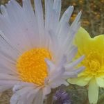 Michelle Annette Waldrep - @6huggybear72 - Instagram