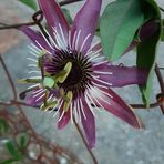 Michele Walkowiak - Facebook