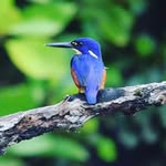 Michelle Wanner - @frangipani_mish - Instagram
