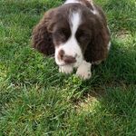 Michelle Wareham - @myspanielsworld - Instagram
