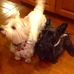 Michele Westerfield - Facebook