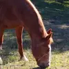 Michelle Westover - @michelle.westover - TikTok