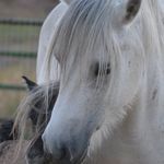 Michelle Winans - @trinityglenhighlandponies - Instagram