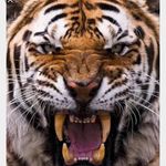 Michelle Winning - @tigershell68 - Instagram