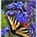 Michelle Wageman - Facebook