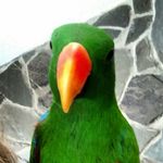 Michelle Woodside - @quirkyparrot - Instagram
