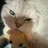 michelle yaps - @michelle.yaps - TikTok