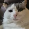 Michelle Zigler - @michelle.zigler - TikTok