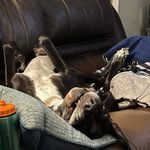 Mick Sullivan - @4monstermutts - Instagram
